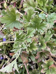 Erodium carolinianum