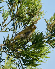 Zosterops virens capensis