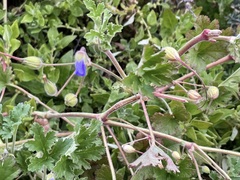Erodium carolinianum