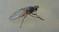 Tephrochlamys flavipes