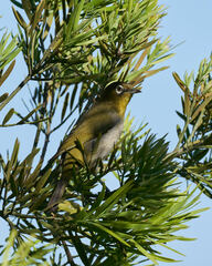 Zosterops virens capensis