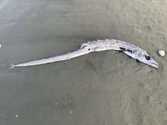 Lepidopus caudatus