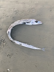 Lepidopus caudatus
