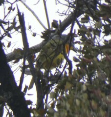 Malaconotus blanchoti