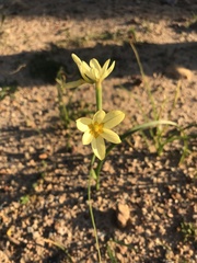 Moraea miniata