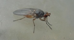 Tephrochlamys flavipes