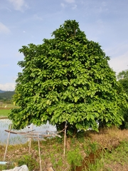 Sterculia monosperma