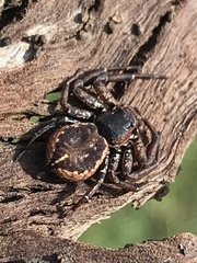 Tharpyna campestrata