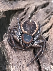 Tharpyna campestrata