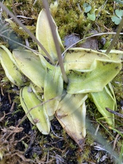 Pinguicula