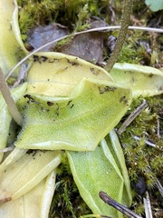 Pinguicula