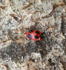 Endomychus coccineus