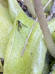 Pinguicula