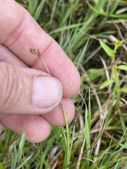 Carex panicea