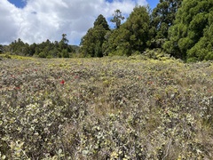 Metrosideros polymorpha