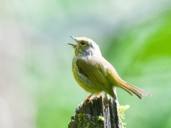 Niltava macgrigoriae