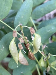 Astragalus americanus