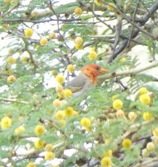 Anaplectes rubriceps