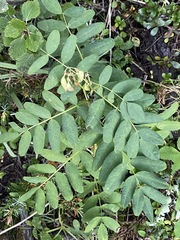 Astragalus americanus