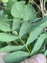 Astragalus americanus