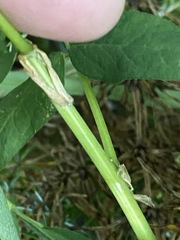 Astragalus americanus