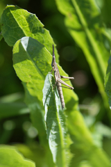 Vandiemenella viatica