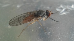 Tephrochlamys tarsalis