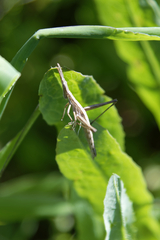 Vandiemenella viatica