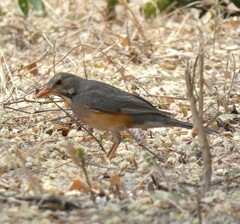 Turdus libonyana