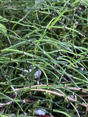 Equisetum scirpoides