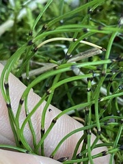 Equisetum scirpoides
