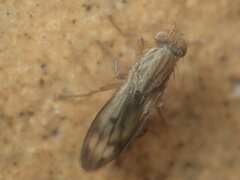 Opomyza germinationis