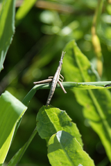 Vandiemenella viatica