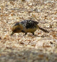 Trachyphonus vaillantii