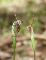 Pterostylis erecta