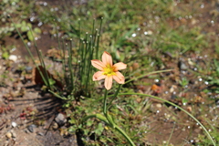 Moraea miniata