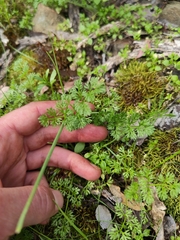 Daucus glochidiatus