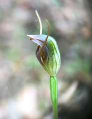 Pterostylis erecta
