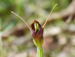 Pterostylis erecta