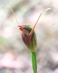 Pterostylis erecta