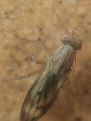 Opomyza germinationis