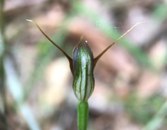 Pterostylis erecta