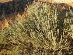 Salsola oppositifolia