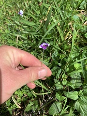 Viola banksii
