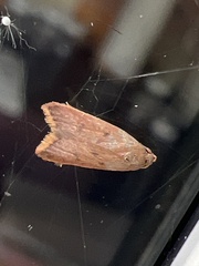 Tachystola acroxantha