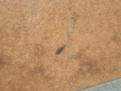 Opomyza germinationis