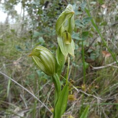 Pterostylis viriosa