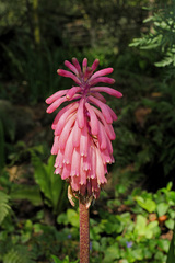 Veltheimia bracteata