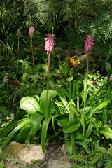 Veltheimia bracteata