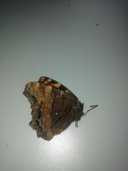 Nymphalis polychloros